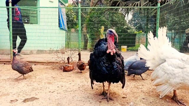 Rare bird Species || Chicken breeds || Chick смотреть онлайн