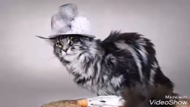 Видео для успокоения нервов на тему "кошки" смотреть онлайн