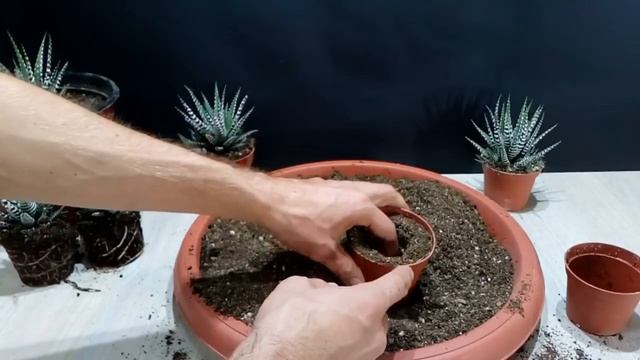 Haworthia Fasciata,Haworthia Fasciata bakımı,Haworthia Fasciata nasıl çoğaltılır,çiçekçibaba смотреть онлайн