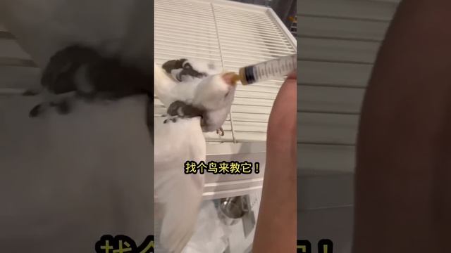 零下十多拆海魚盲盒居然引起小夥內心最深處的恐懼！鰻鯛，變種饅頭蟹，曾經咬過我的椰子章魚！#王小怪 смотреть онлайн