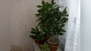 Обзор комнатного растения Кодиеум. Уход, подкормка и размножение.