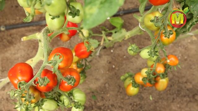 ? Низкорослые СОРТА ТОМАТОВ 2021. Сорт "ПИР НА ВЕСЬ МИР" смотреть онлайн