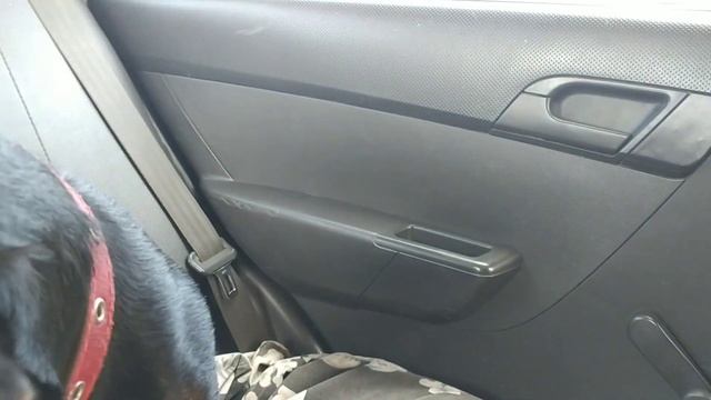 Ягдтерьер Рэм!Посчитаем сколько зубов?) смотреть онлайн