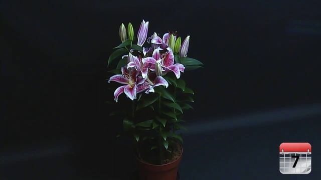 Oriental Potlily 'Stargazer' смотреть онлайн