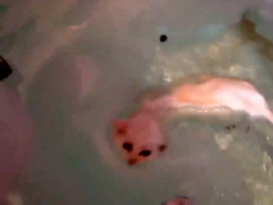 #СпасениеКотенка