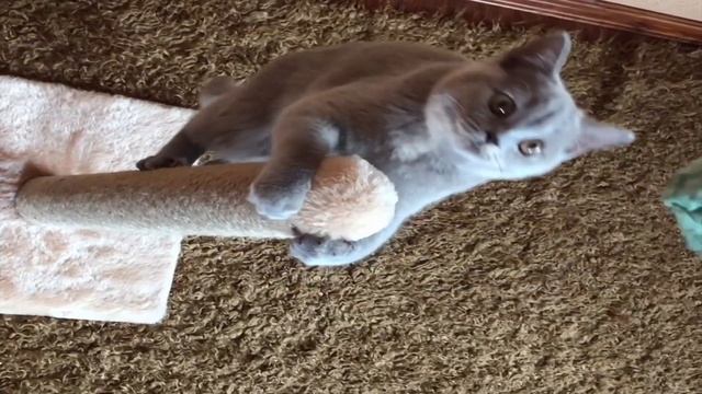 Когтеточка из джута FOUR PETS Столбик 60x30x30 см бежевая Видеоотзыв (обзор) Екатерины смотреть онлайн