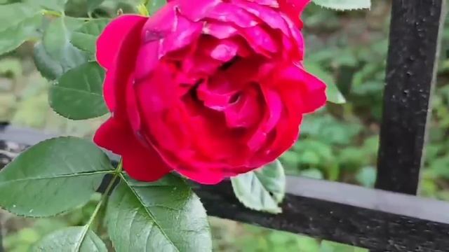 Прогноз на 4 и 5 августа: Его Величество Случай меняет Судьбу. Точки бифуркации смотреть онлайн