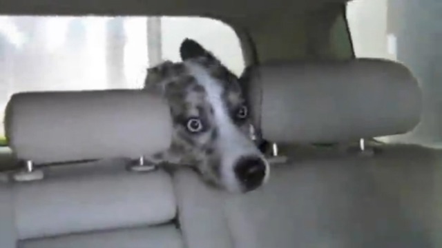 Собака на автомобильной мойке смотреть онлайн