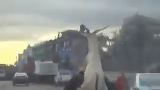 Как перевозят козла смотреть онлайн