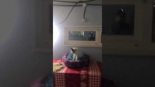 Сказки из жизни. Делаем потолок в кошкин доме. Помощь 89135440512.Подпишись!!! смотреть онлайн