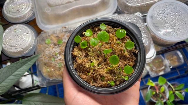 I Pollinated My Plant and Got TONS of Seeds! 🌱 ♡ Anthurium Pollination From START to FINISH смотреть онлайн