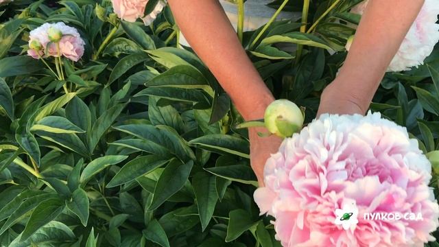 Dresden Pink peony. Дрезден Пинк пион. Пулков сад (2022 г) смотреть онлайн