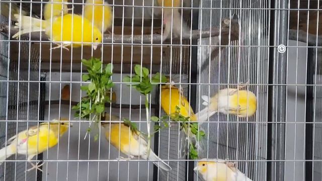 Кормление канареек полезными продуктами,Доступный источник витамин минералов и микроэлементов!