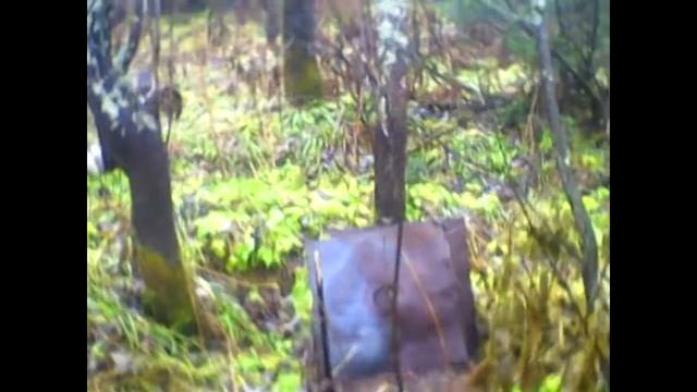 В тайге погибшая изба.