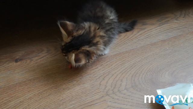 ПОКУПКИ ИЗ ЗООМАГАЗИНА для котенка и улитки ахатины смотреть онлайн