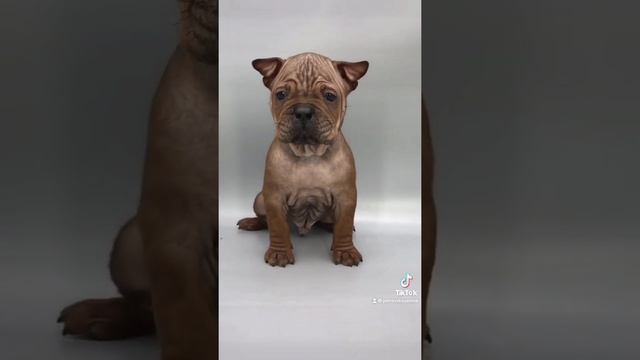 Китайский Чунцин … питомник СВАРОВСКИ ГРАНД смотреть онлайн