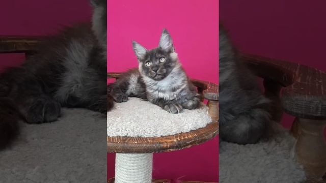 Че Гевара. Котик в окрасе черный дым. смотреть онлайн