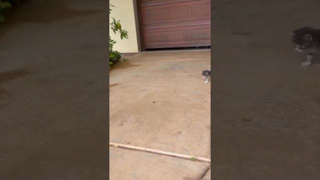 милые котики