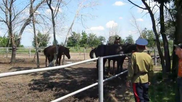 возрождение казачества смотреть онлайн