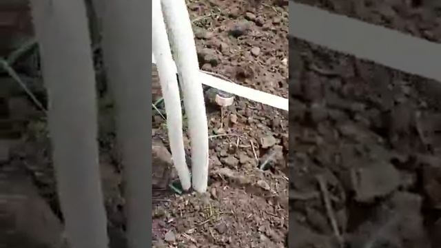 каллистемон смотреть онлайн