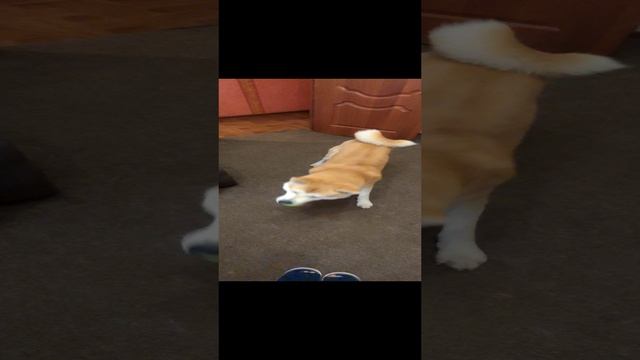 Утренние игры Графа!)