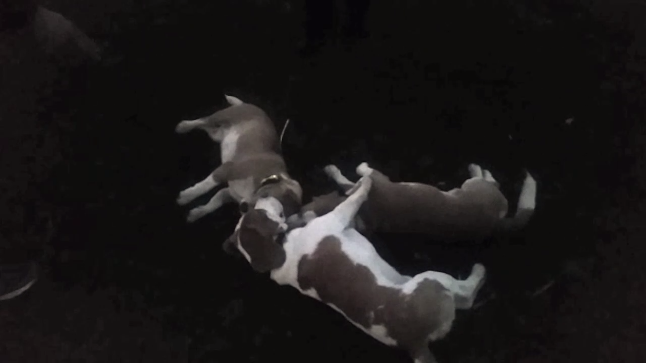 3 мертвых бигля