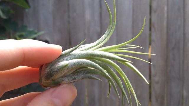 Tillandsia Ionantha Scaposa // Air Plant // Small смотреть онлайн