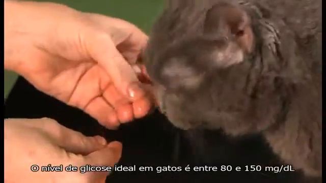 Глюкометр Wellion GLUCO CALEA для животных смотреть онлайн