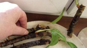 АГЛАОНЕМА (Часть 3). Простейший способ укоренения черенков.