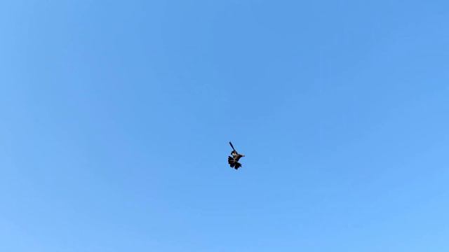 Бойные голуби-Азиаты, Такла, Ленинаканцы.Fighting pigeons-Asians, Takla, Leninakans. смотреть онлайн