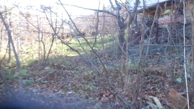 Спасти себя и планету. Посадить лесосад лещины (фундука). смотреть онлайн