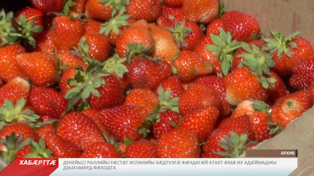 Уæрæсейы фæкарздæр уыдзæн дыргътæ, халсартæ æмæ дидинджытæ ласыны фæтк смотреть онлайн