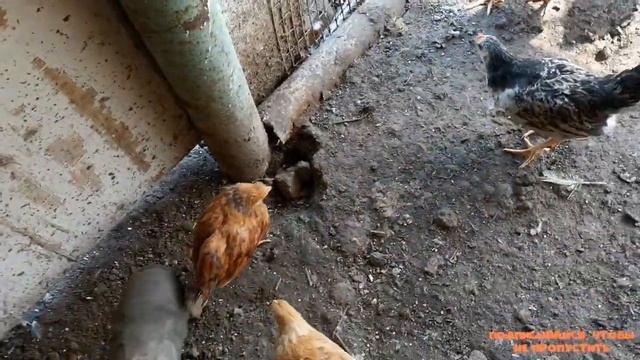 Выгул для цыплят быстро и недорого. "Мое Подворье" смотреть онлайн