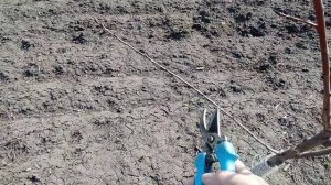 Формировка сливы в саду. Второй год. Сорт Президент.