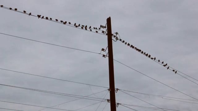 Сбор скворцов перед отлетом на юг 25 10 2018 смотреть онлайн