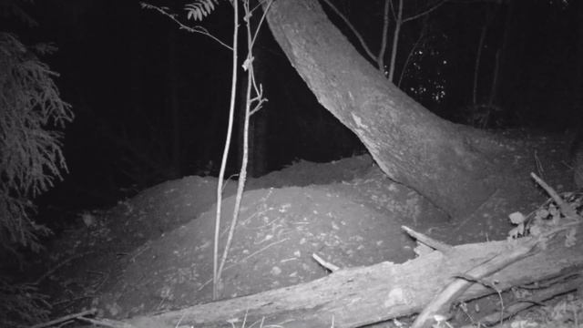 ОСЕНЬ в ГОРОДЕ БАРСУКОВ, BolyGuard BG590-24mHD смотреть онлайн