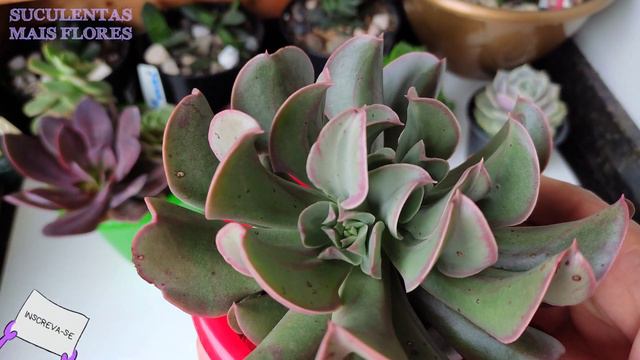 Echeveria Dark Vader ( Darth Vader) fascil cultivo em apartamento смотреть онлайн