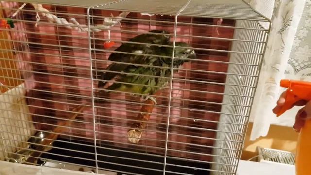Китайский ожереловый попугай принимает душ смотреть онлайн