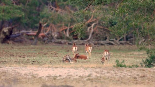 Hoge Veluwe 3 April2022 смотреть онлайн