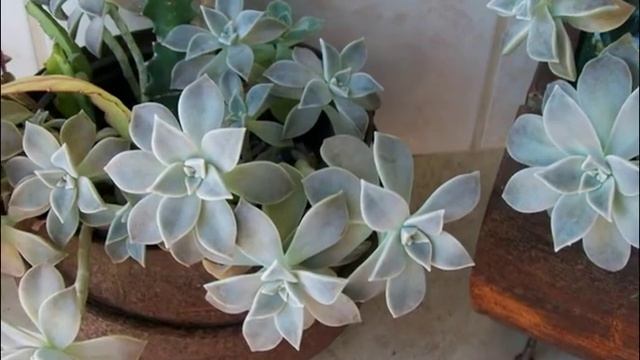 GRAPTOPETALUM PARAGUAYENSE - MINHA COLEÇÃO