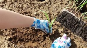 Как и когда высаживать рассаду кукурузы в открытый грунт