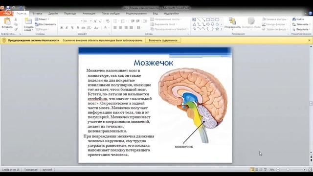 ЕГЭ по биологии 11 класс. Занятие 37. Головной мозг смотреть онлайн