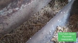 Ценуроз (вертячка овец)