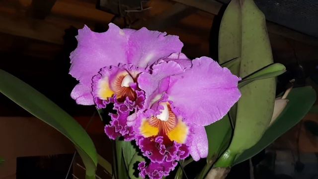 Blc. Lucky Man 'Udom' x Drumbeat 'Triumph' 😍 #cattleyas #orquideas смотреть онлайн