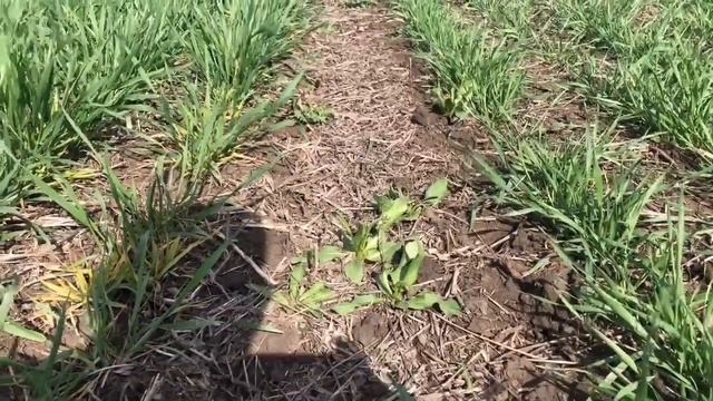 Главный минус широкорядных посевов пшеницы смотреть онлайн