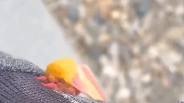 Moth snuggles up to human arm || not my original video || смотреть онлайн