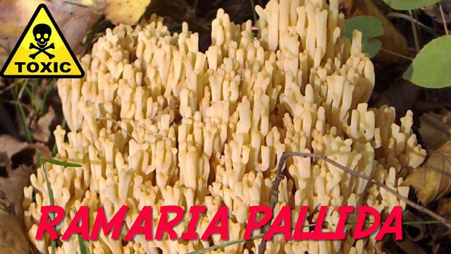 Funghi 2024 - I FUNGHI CHE NON DEVI RACCOGLIERE MAI [SUB] смотреть онлайн