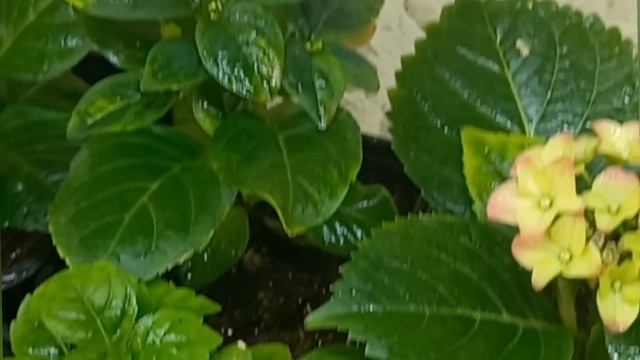 Чудо-средство! Янтарная кислота - моя лучшая помощница! смотреть онлайн