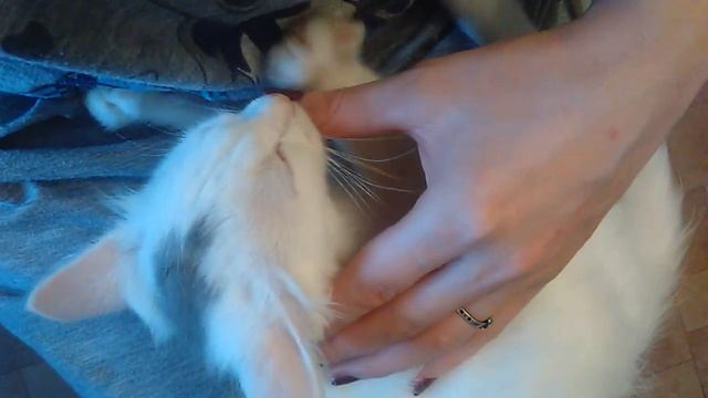 Котенок чмокает) смотреть онлайн