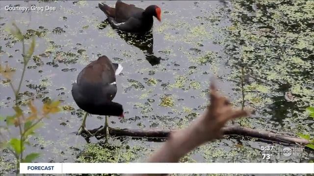 Walking Club 101: A beginners guide to birding смотреть онлайн